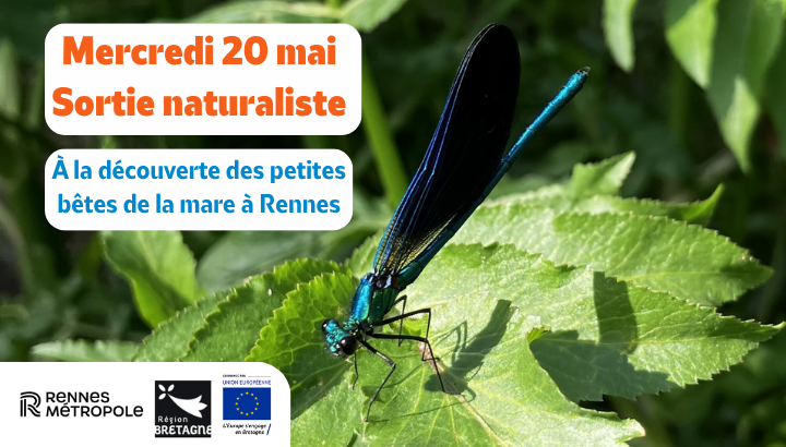 À la découverte des petites bêtes de la mare aux Prairies Saint-Martin à Rennes